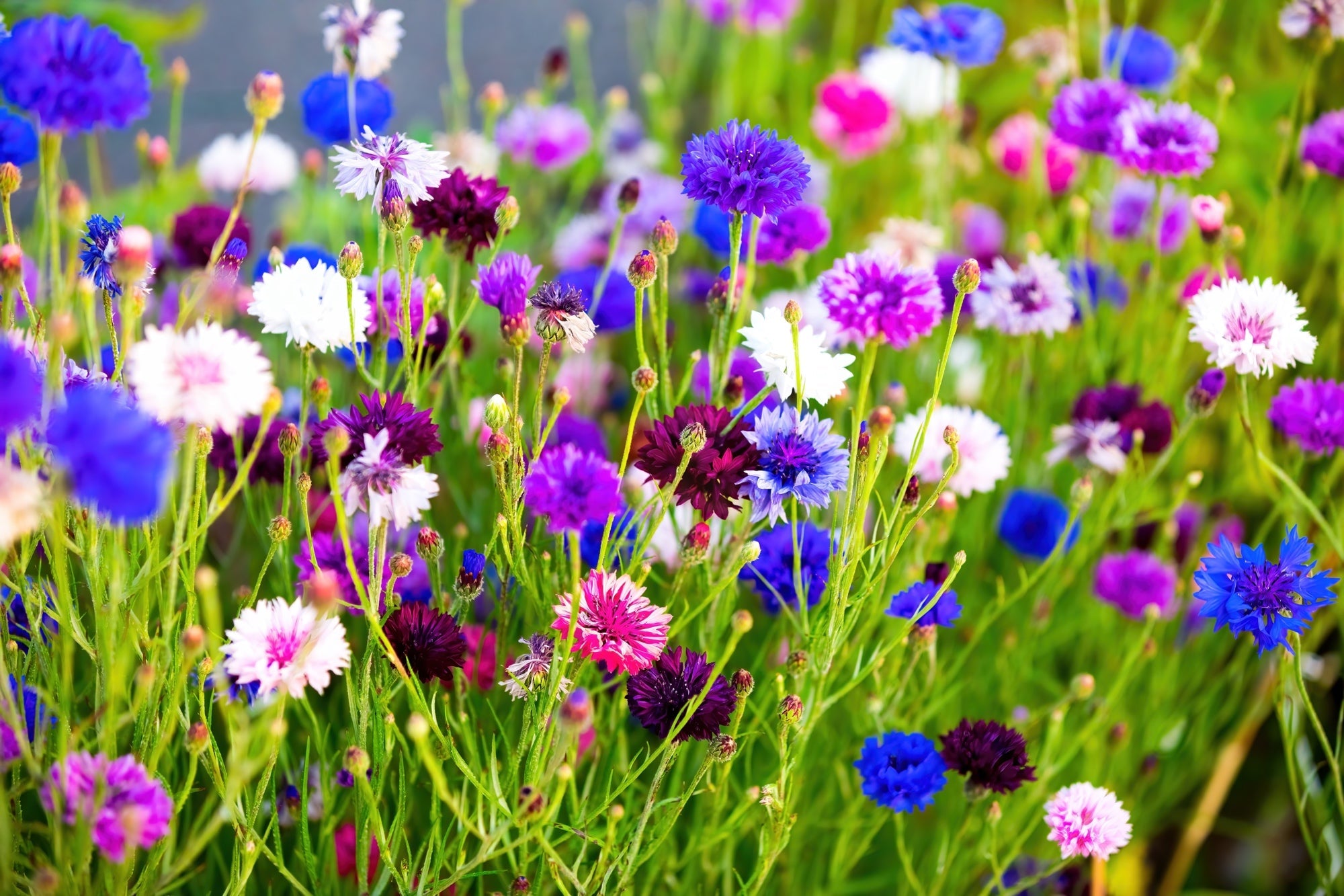 pink, blue white and red cornflowers with spiky flower heads profusely blooming atop of upright stems