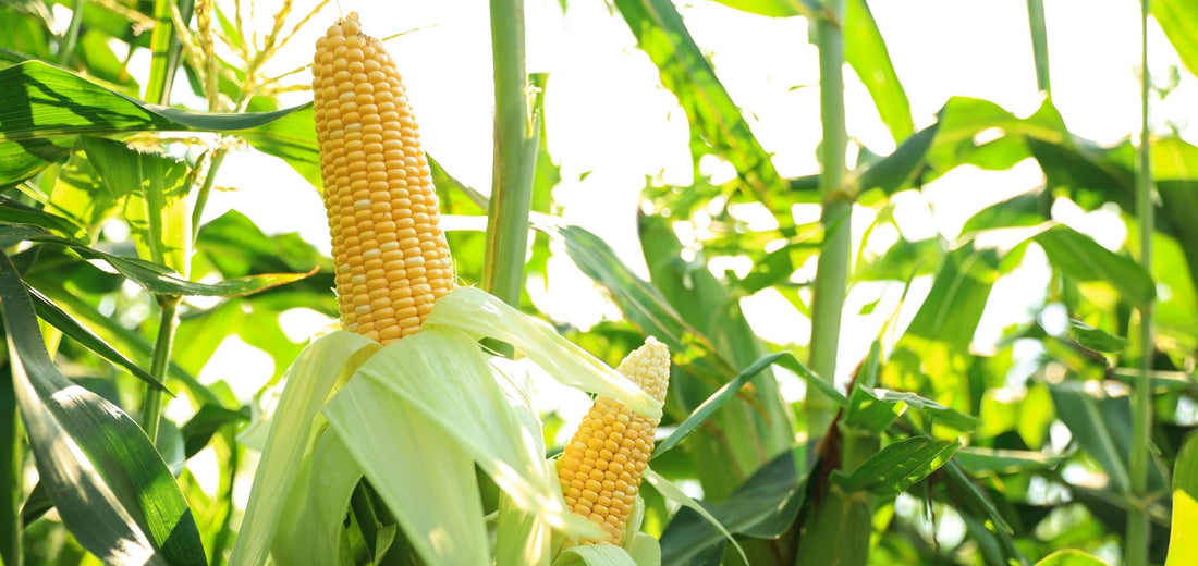 ripe corn cobs growing in a field