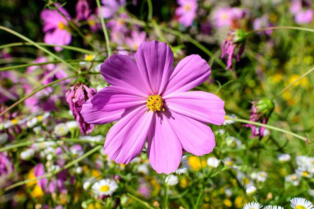 a cottage garden with a plethora of daisy-like, pink cosmos flowers bobbing on tall stems