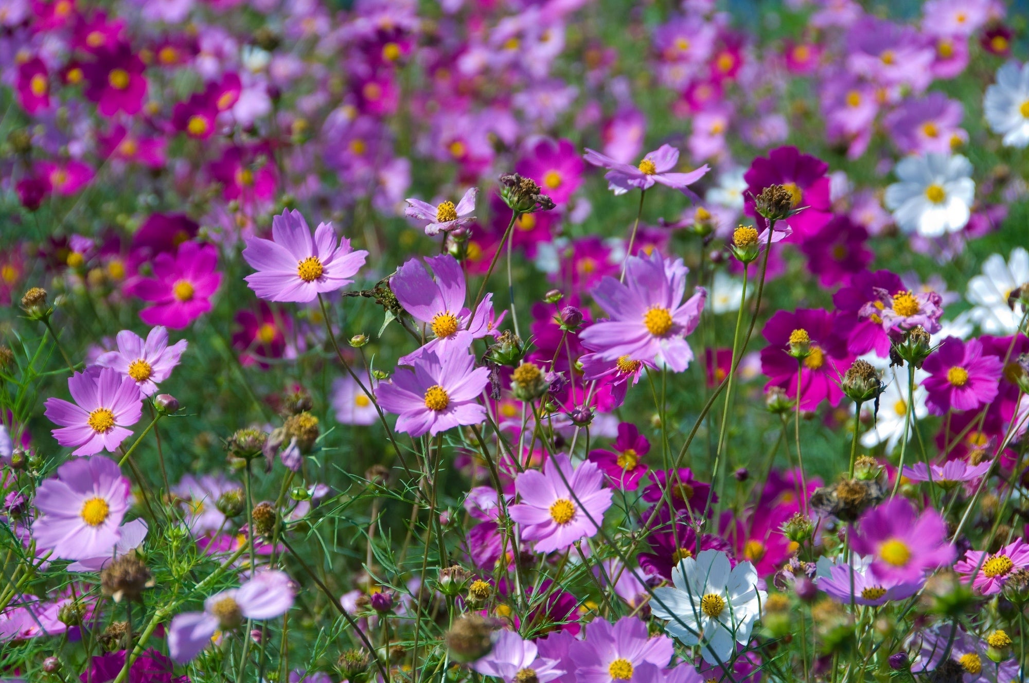 a large drift of pink, purple and white cosmos
