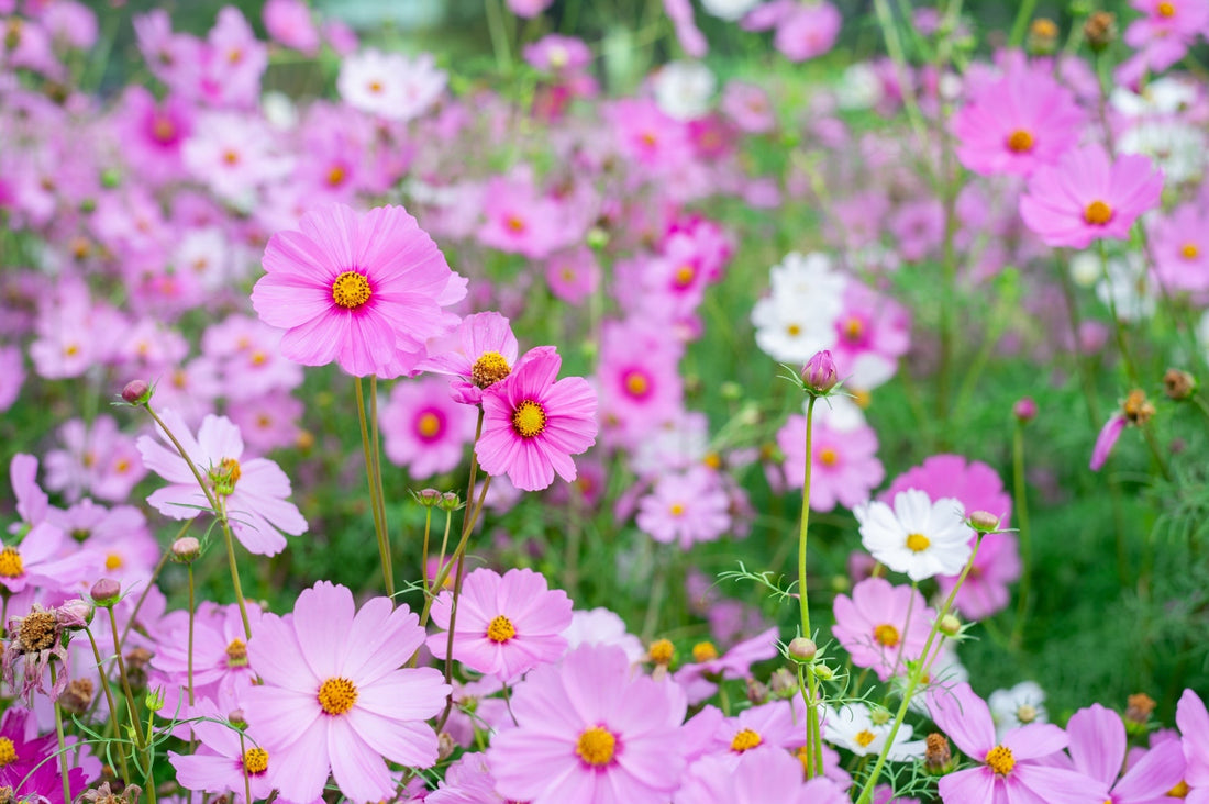 daisy-like pink and white cosmos blooms growing in abundance in a large field