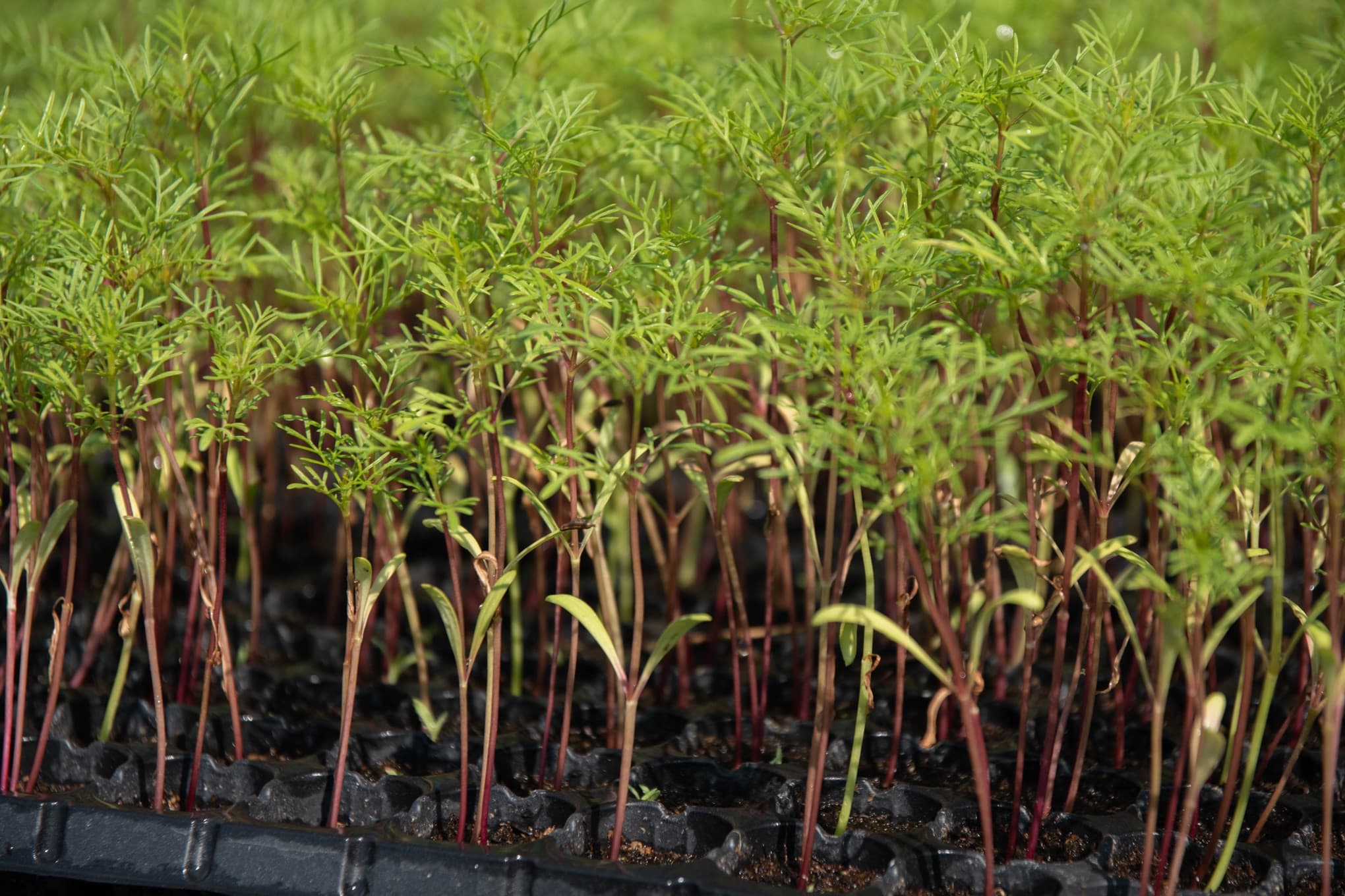 cosmos seedlings growing from seed tray modules