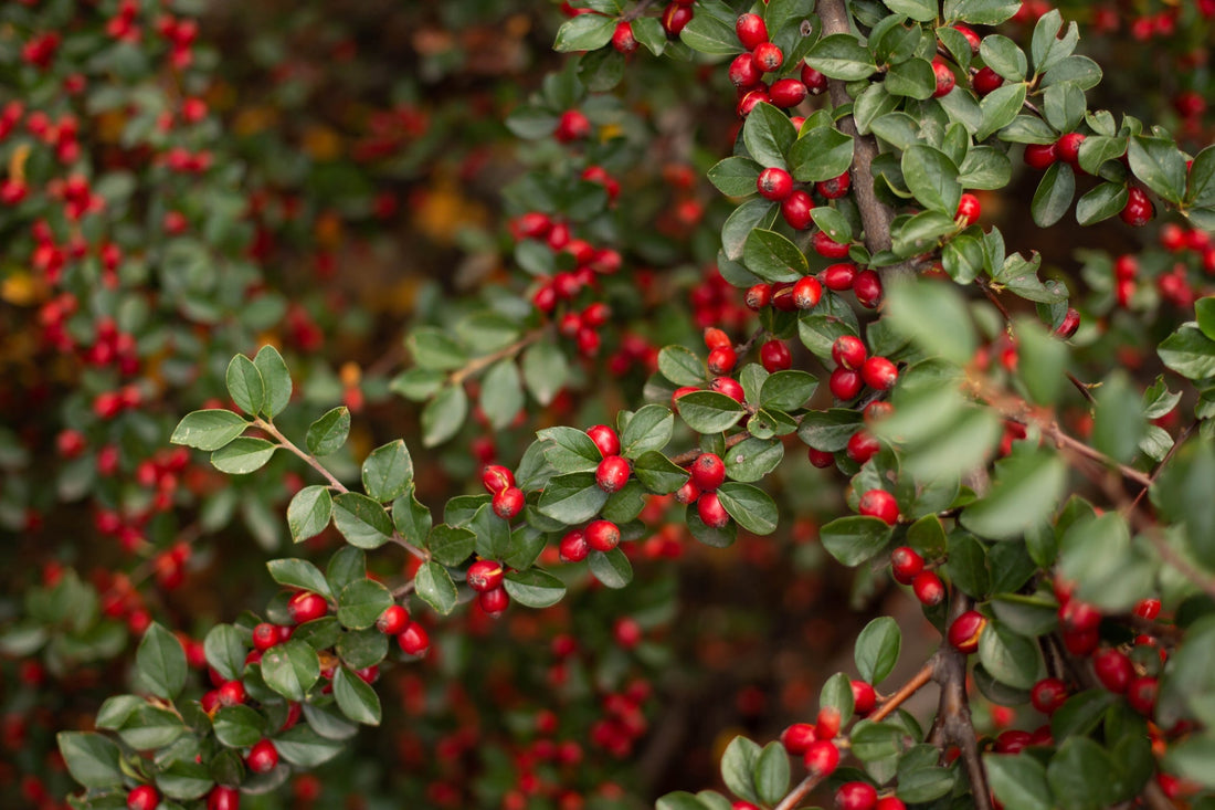 red berries growing from a cotoneaster shrub with small green leaves