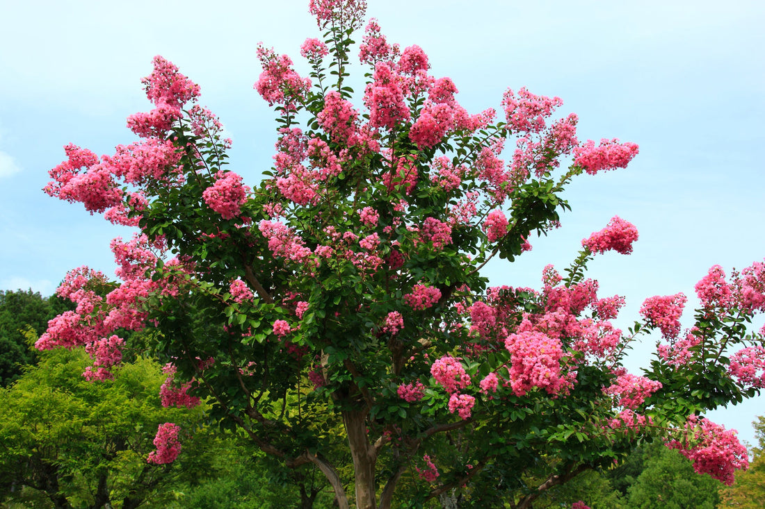 pink flowering crepe myrtle tree growing outside in front of a blue sky
