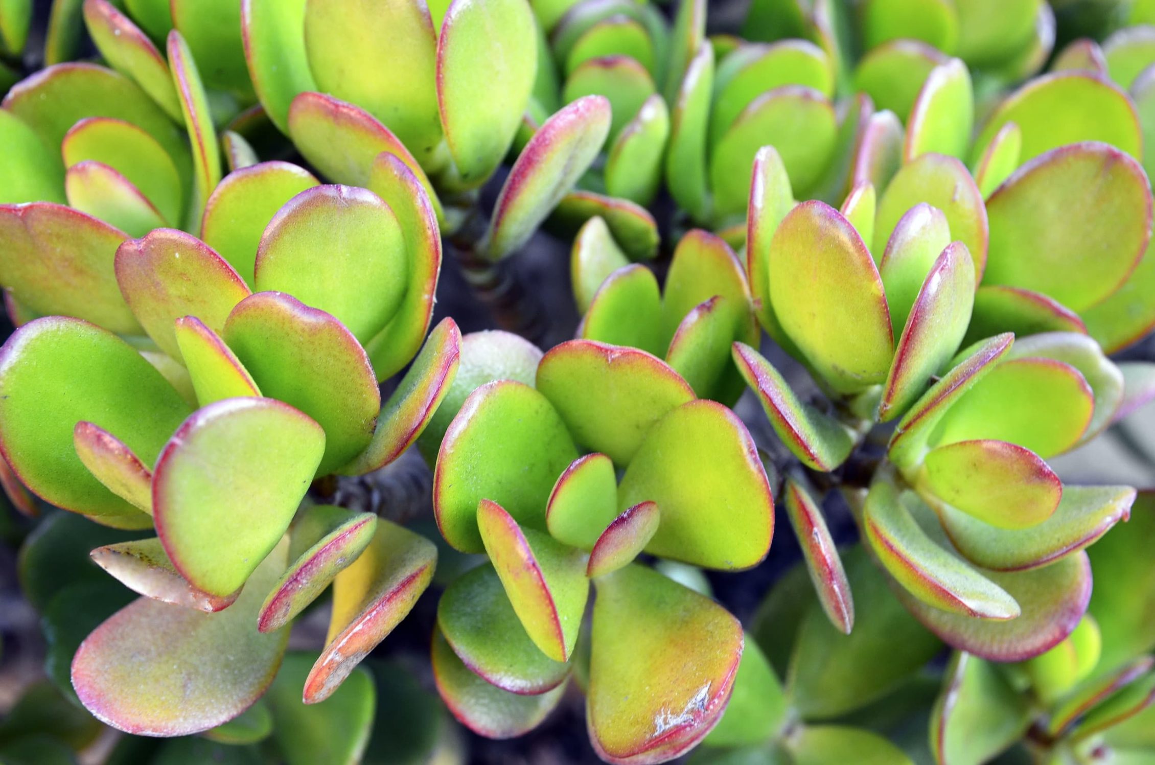 up close shot of crassula ovata