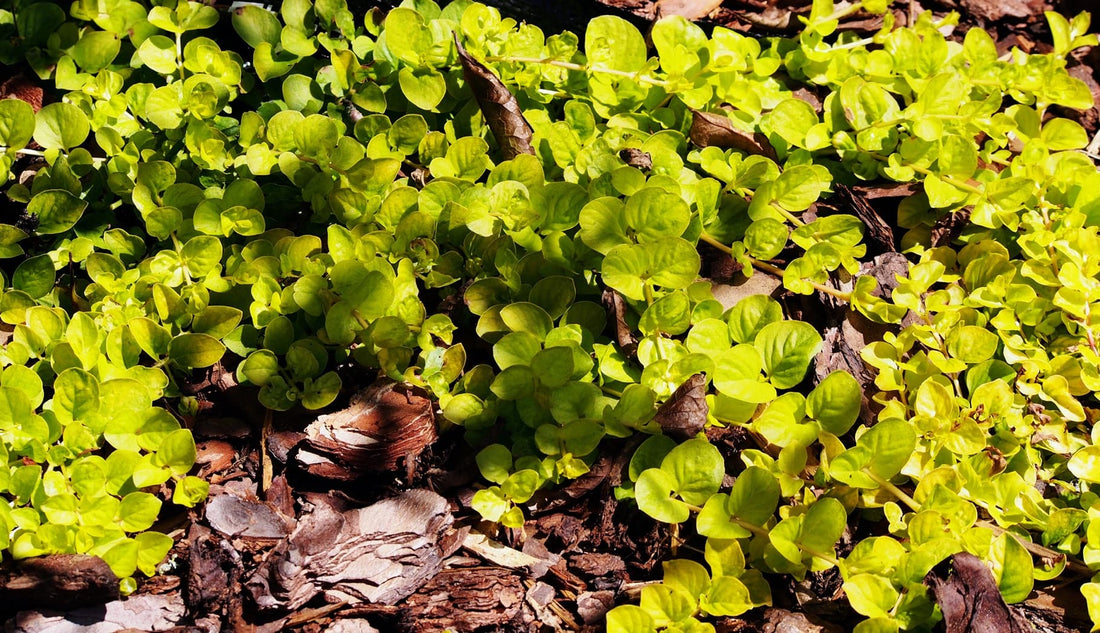 Lysimachia nummularia 'Aurea' plant with bark in a garden
