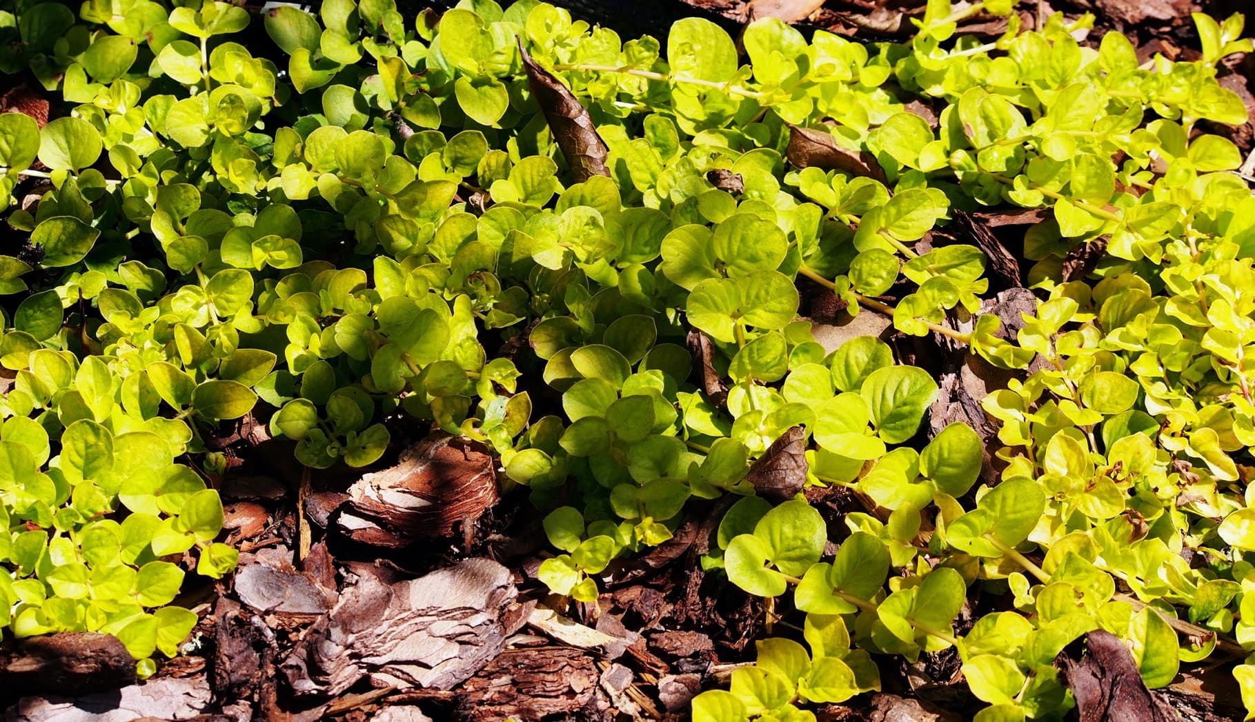 Lysimachia nummularia 'Aurea' plant with bark in a garden
