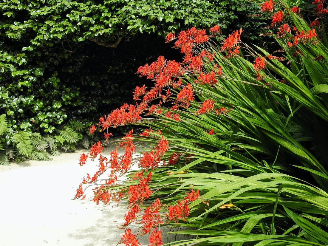 red crocosmia flowers with long green stems