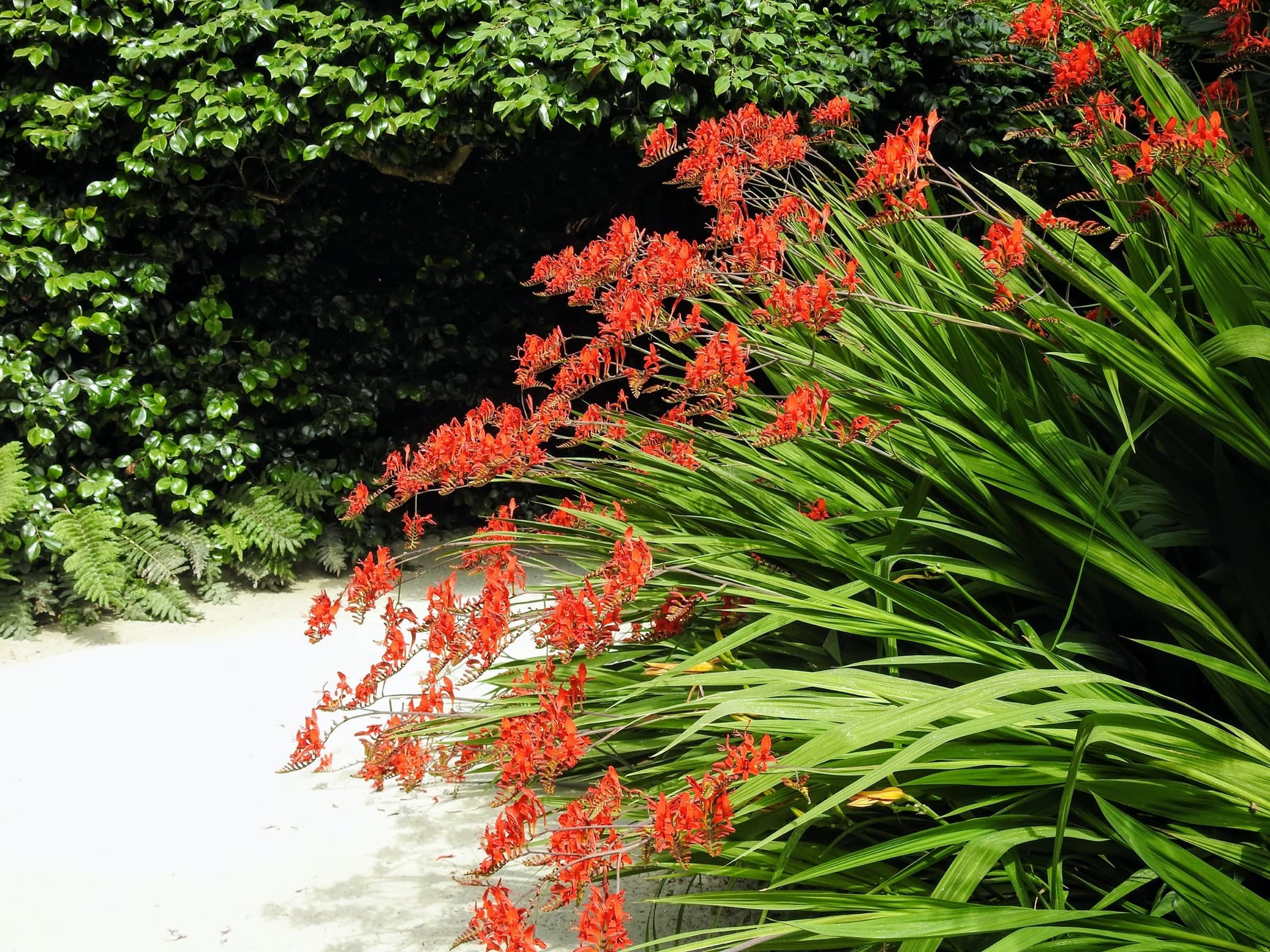 red crocosmia flowers with long green stems