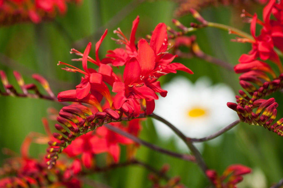 pink flowering crocosmia growing outside in front of a white flower