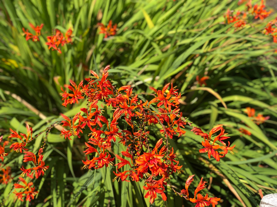 orange flowering crocosmia with long green leaves growing outside