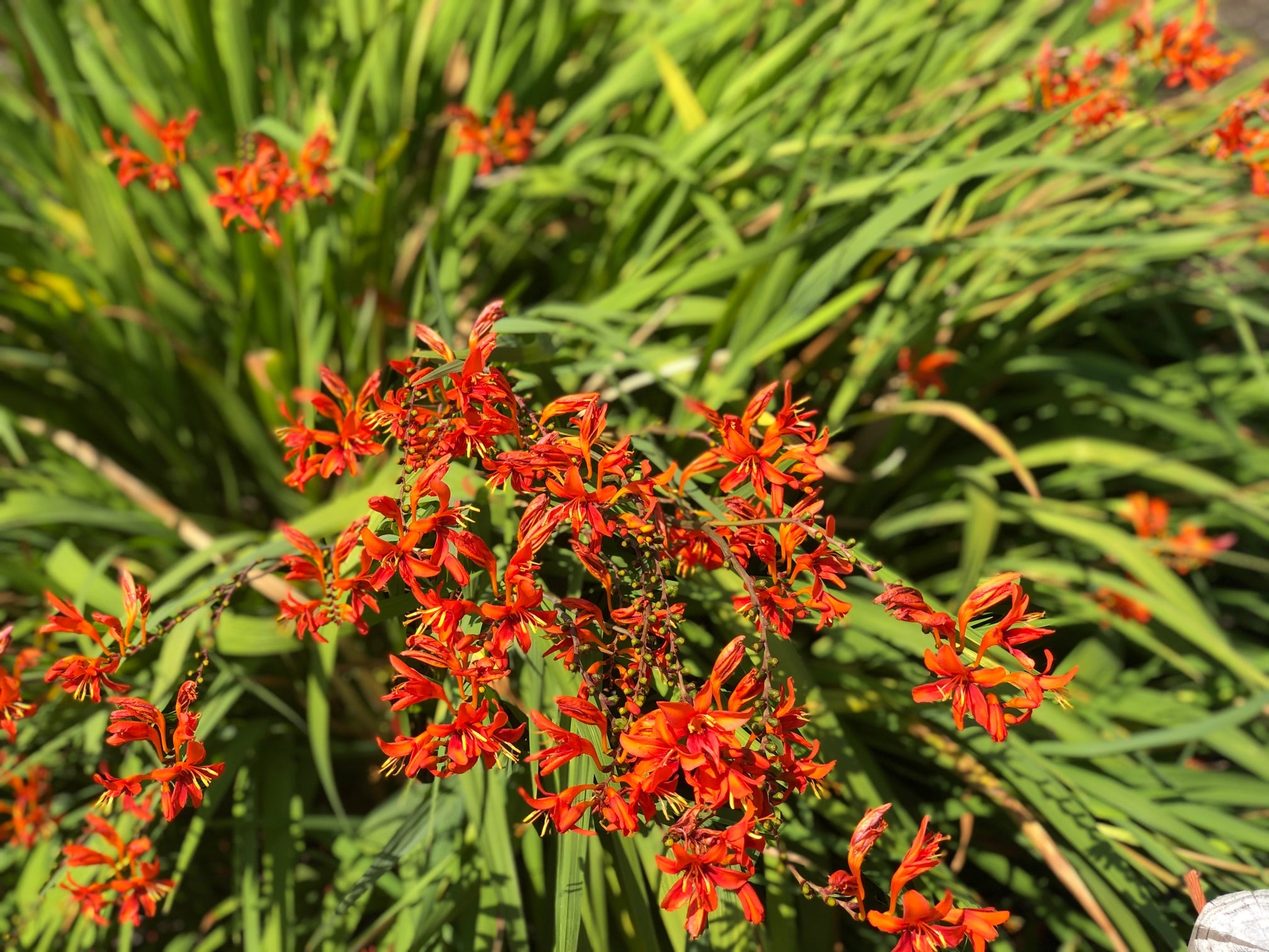 orange flowering crocosmia with long green leaves growing outside