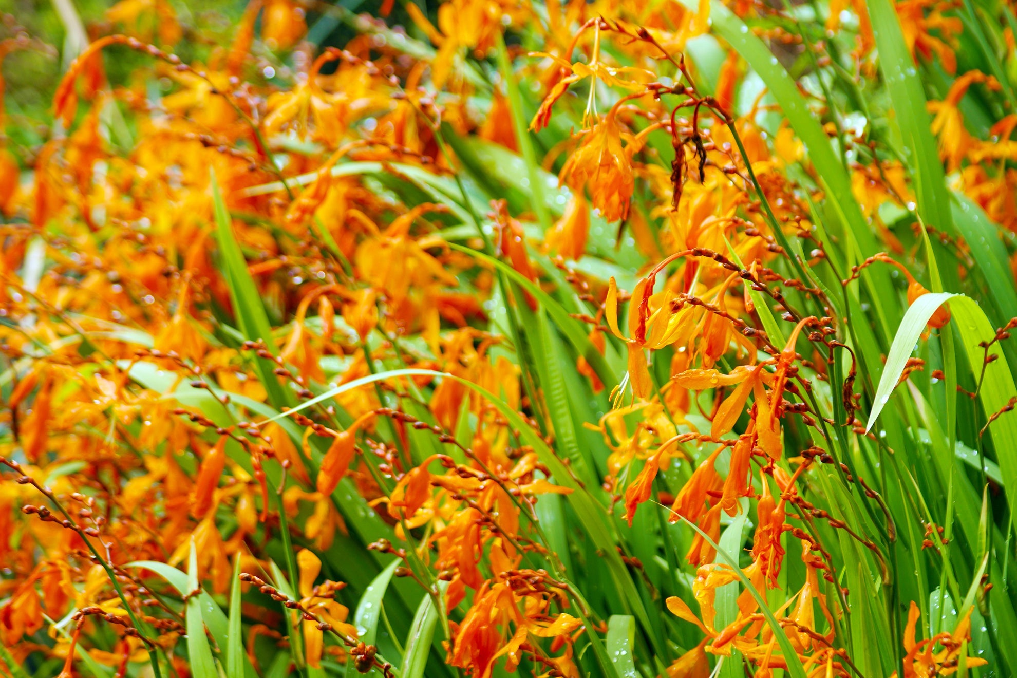 orange flowering crocosmia plants with long green leaves growing outside