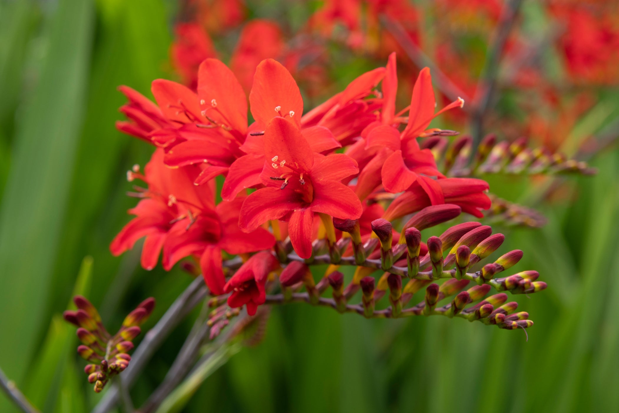 red flowering crocosmia growing outside