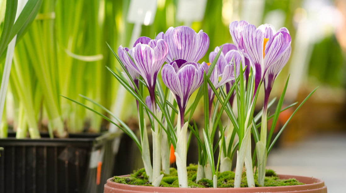 purple and white flowering crocus bulbs growing in a pot outside