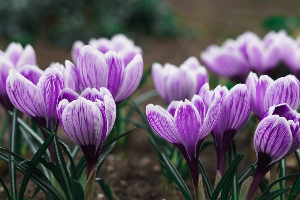 Crocus Are Often Grown From Corms, But Did You Know You Can Grow Them ...