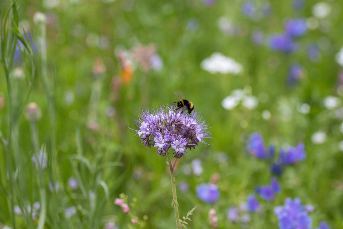a purple flower being pollinated by a bee in a field of grass and other purple and white flowers