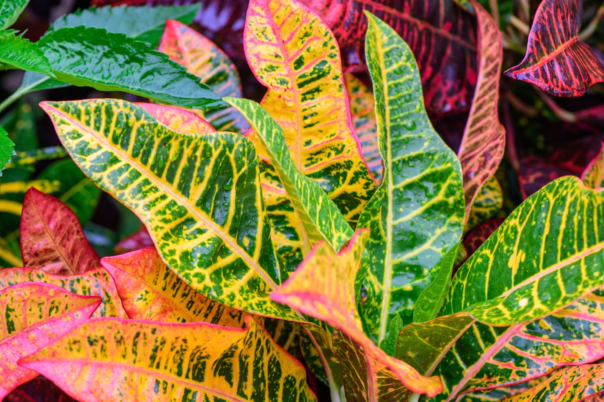 croton plants with variegated leaves in shades of green, yellow, purple, red and orange