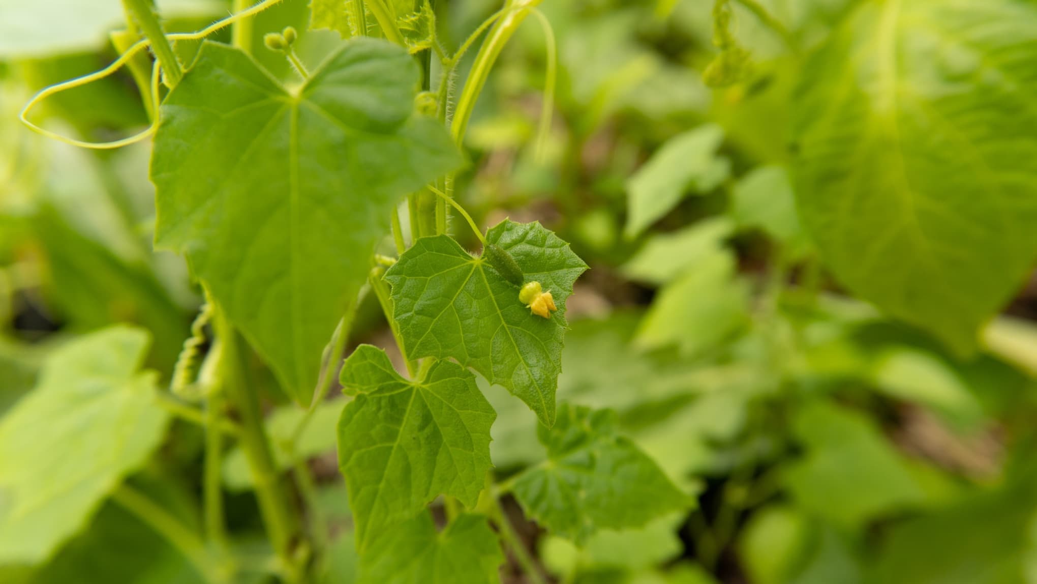 mexican sour gherkin foliage with very small yellow flowers