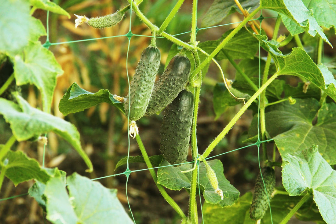 cucumbers growing vertically on netting