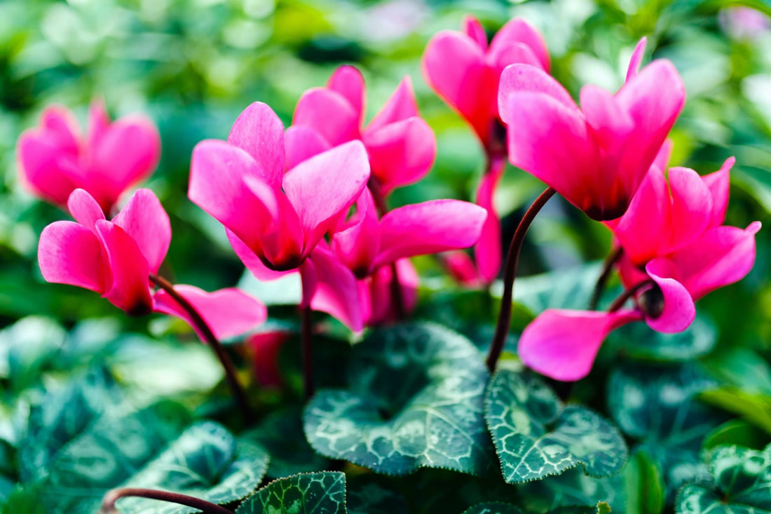 beautiful pink cyclamen flowers with dark green leaves