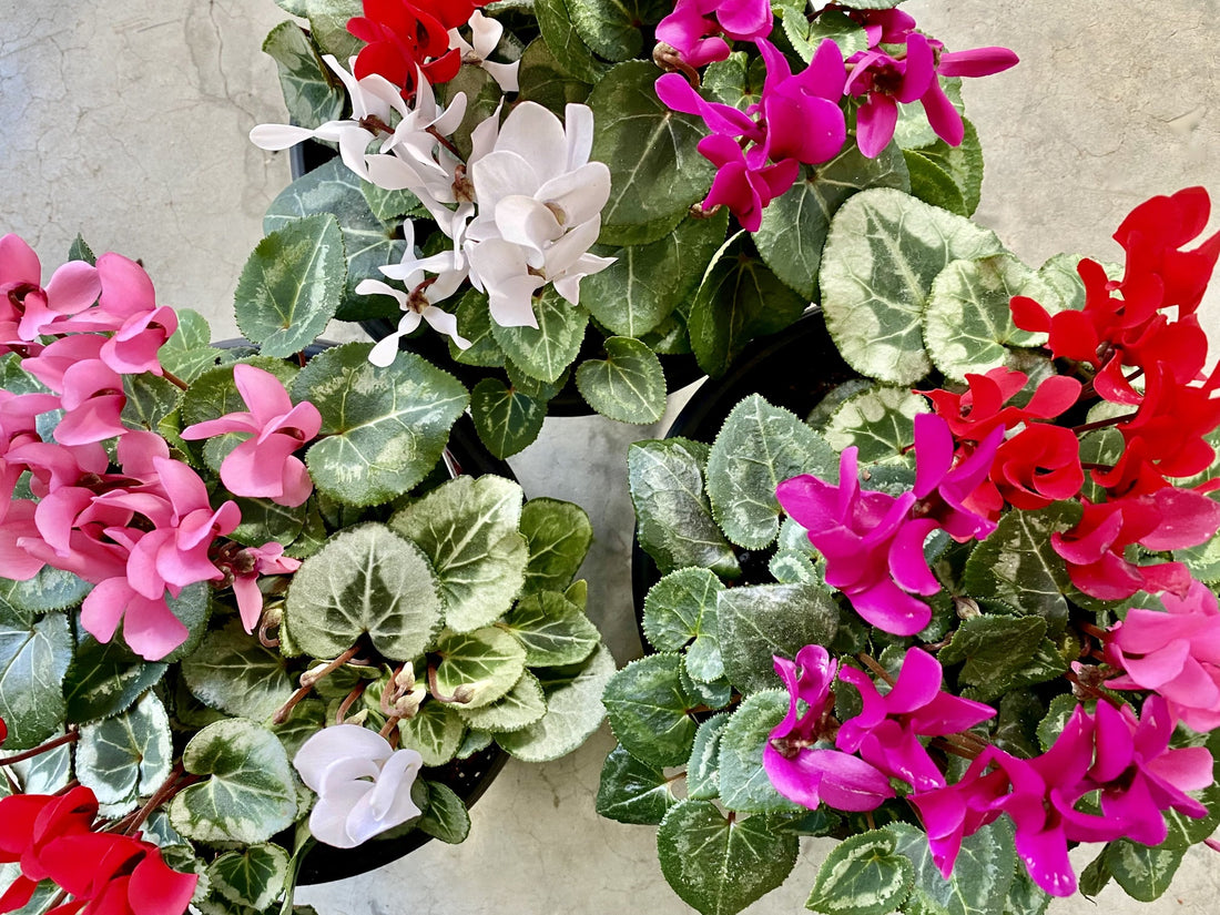pink, white and red flowering cyclamen with variegated leaves growing in pots on a table inside