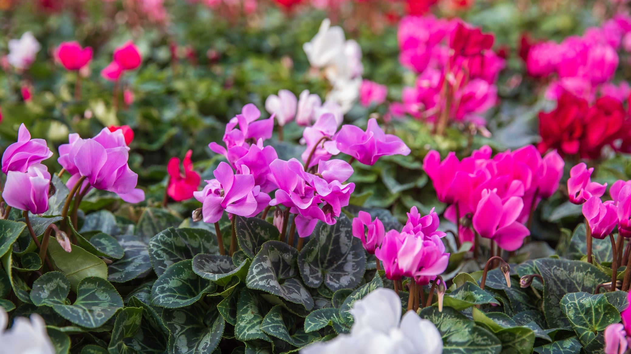 pink, purple and white flowering cyclamen growing outside next to each other