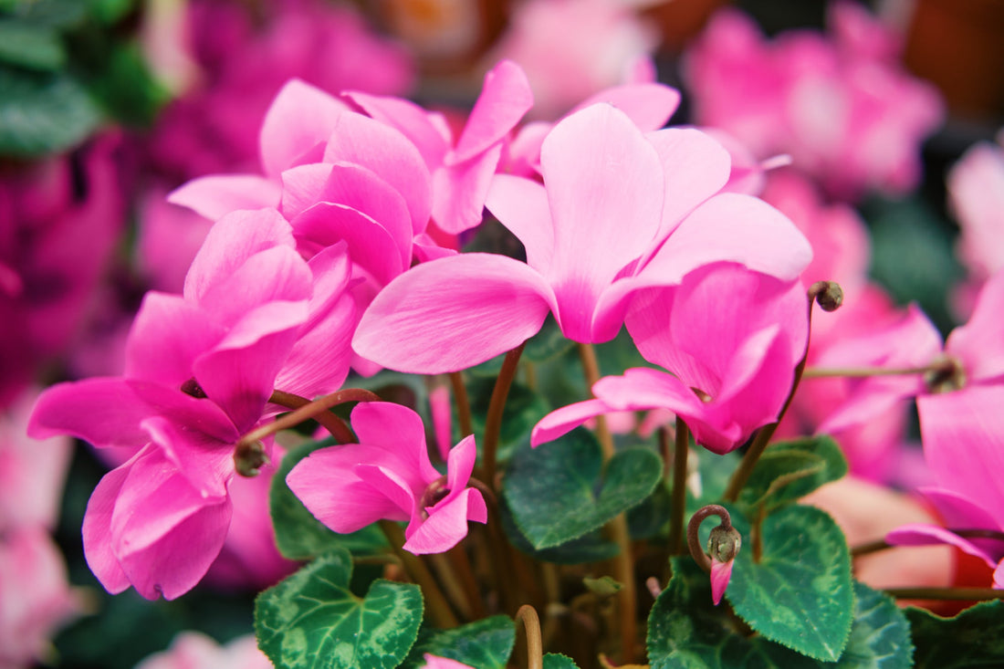 pink flowering cyclamen growing outdoors
