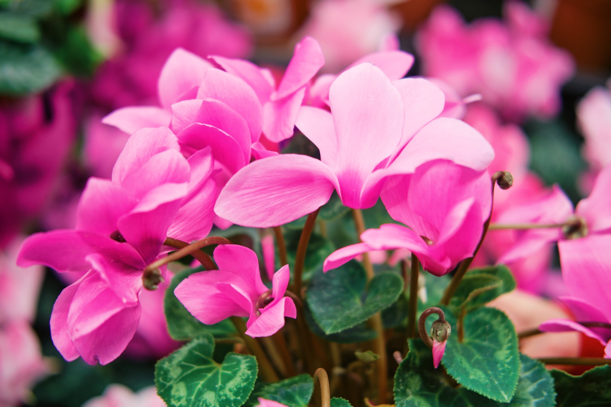pink flowering cyclamen growing outdoors