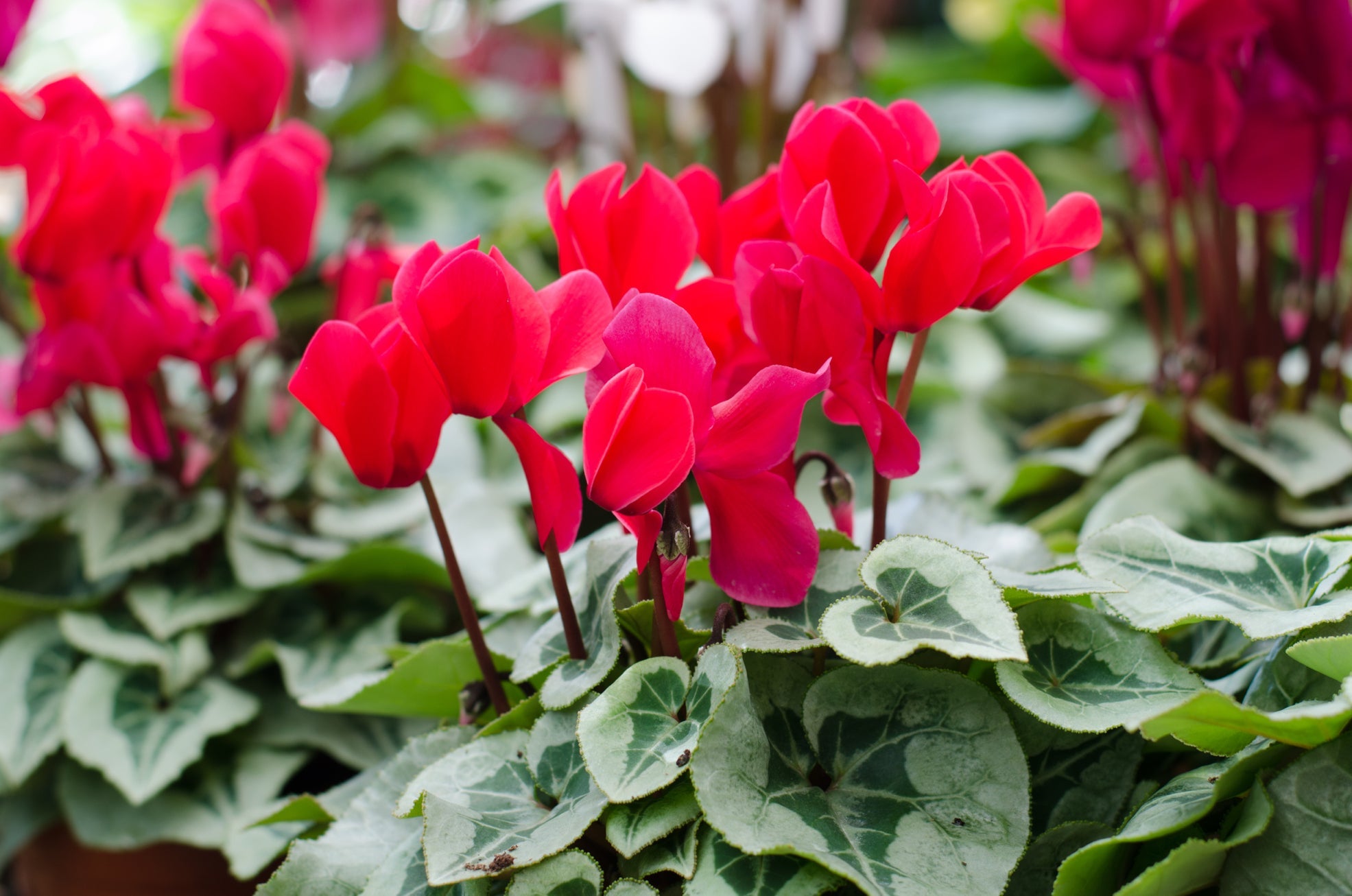 red flowering cyclamen with variegated leaves growing outside in a cluster