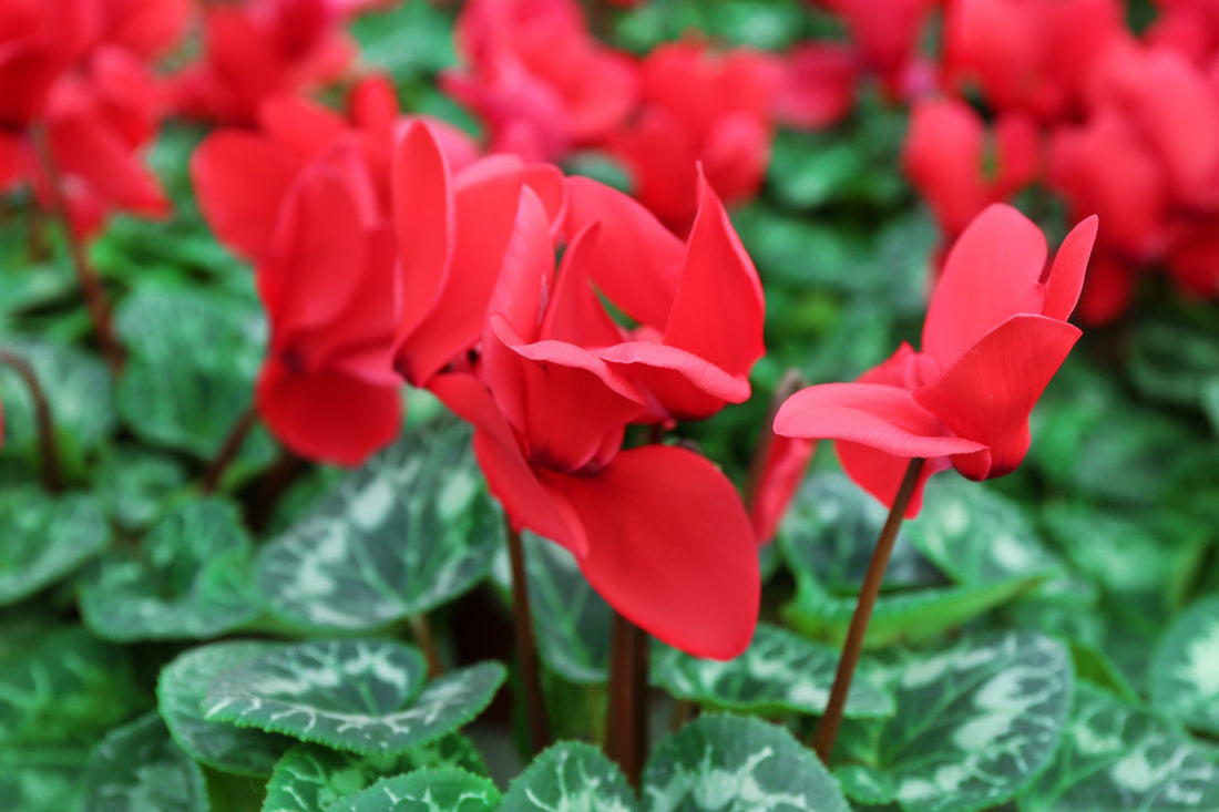 red flowering cyclamen plant with variegated foliage growing outdoors