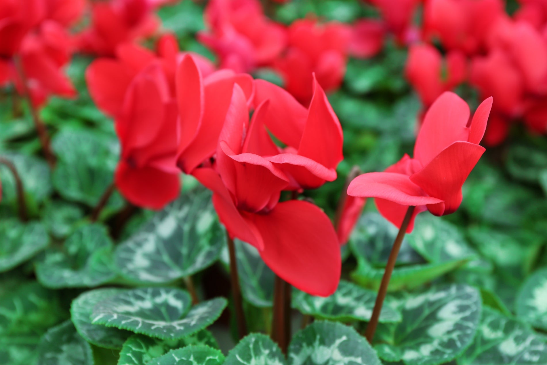 red flowering cyclamen plant with variegated foliage growing outdoors