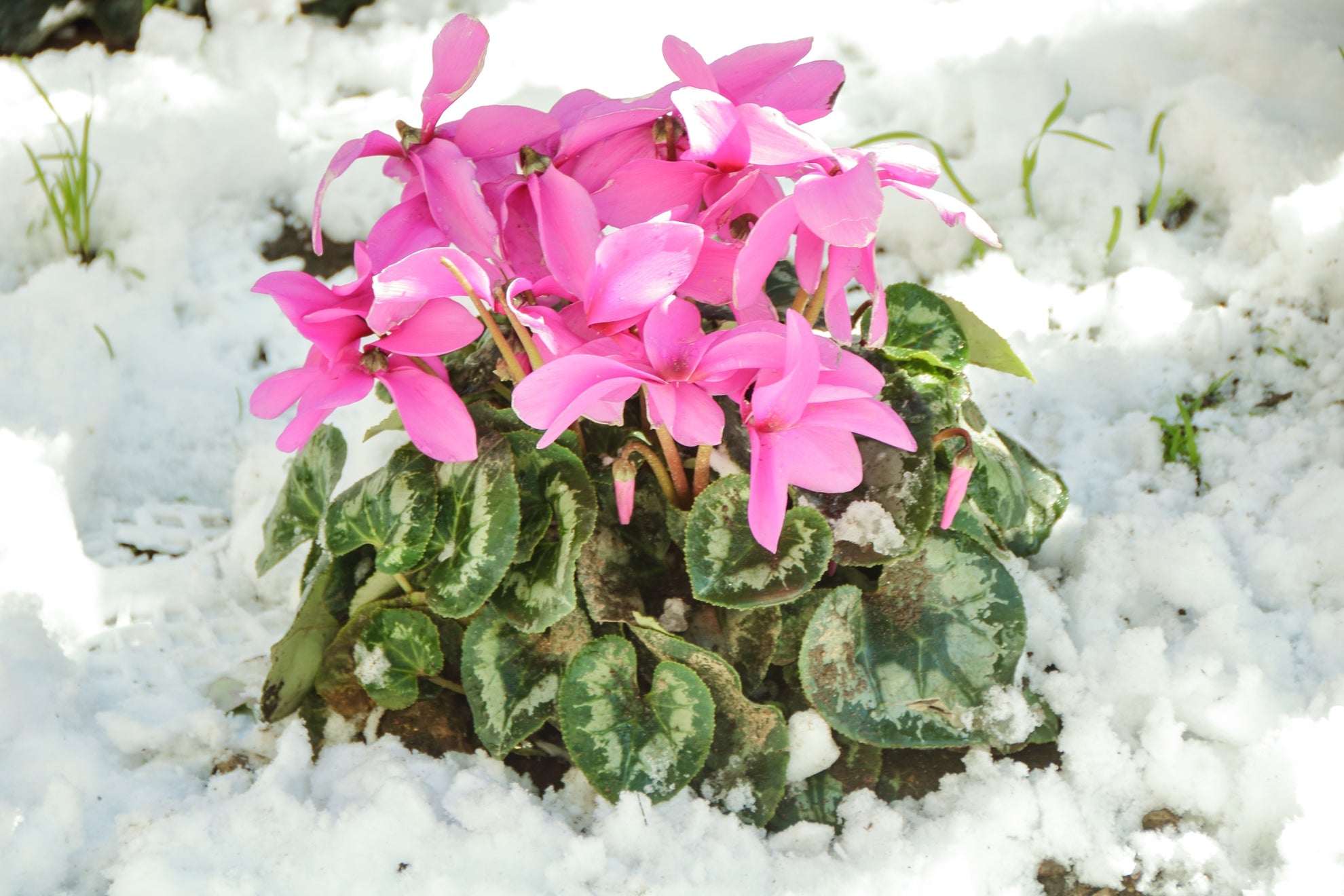 pink flowering cyclamen plant growing in soil that is covered in a thick layer of snow outside