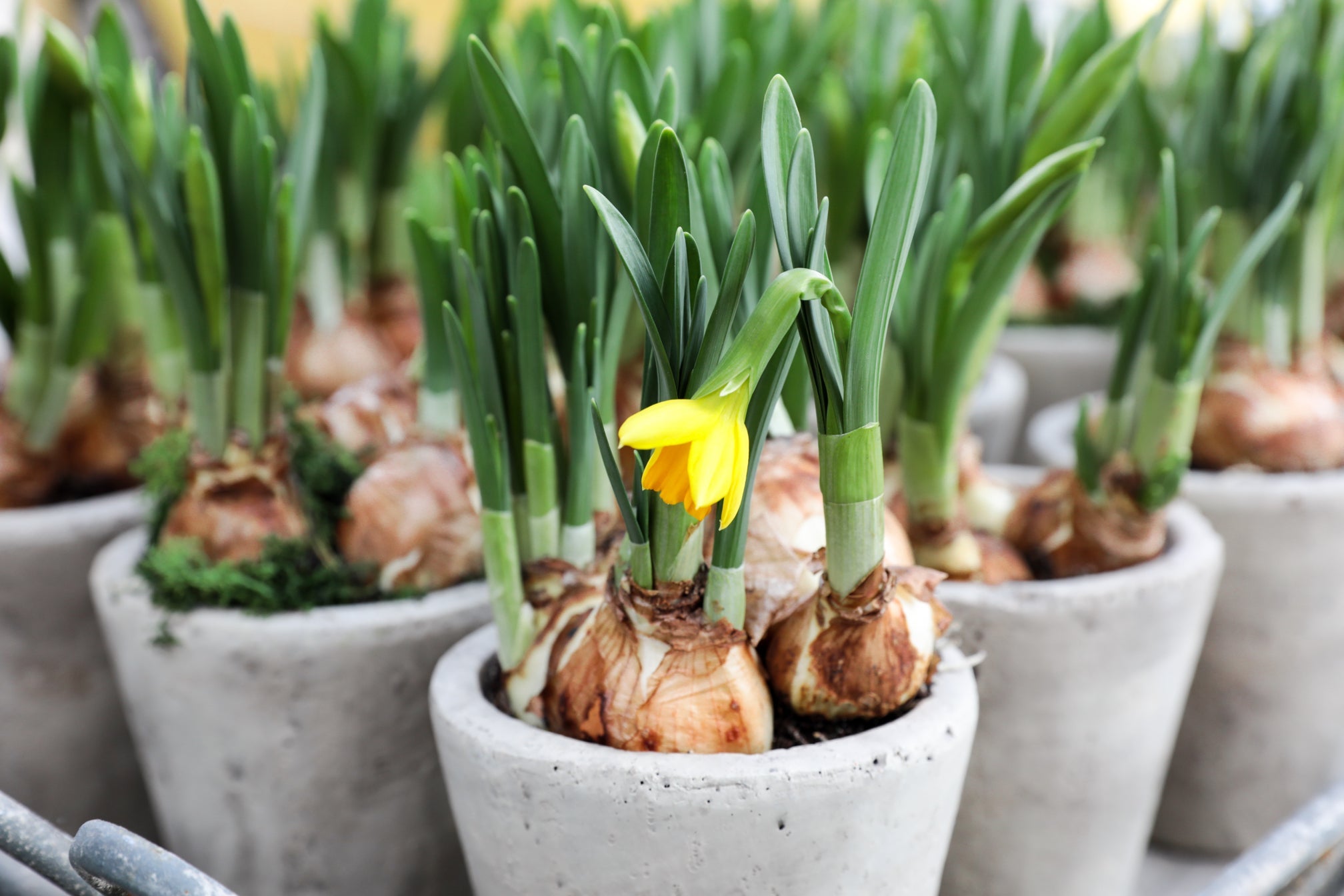 daffodils with brown bulbs and yellow flowers growing in containers