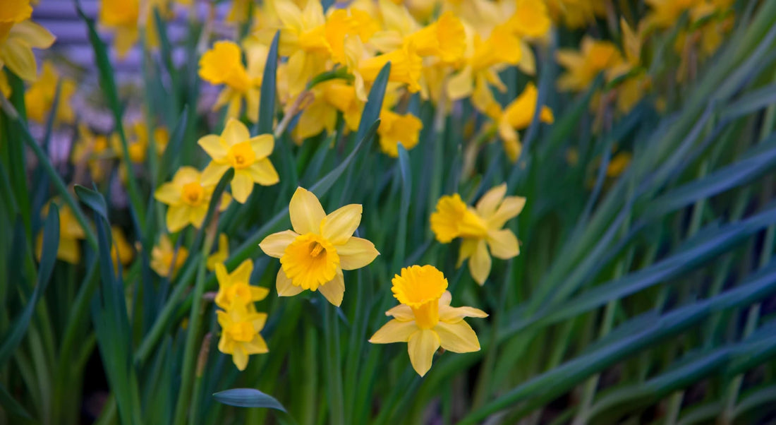 beautiful yellow narcissus flowers and their spiked green leaves