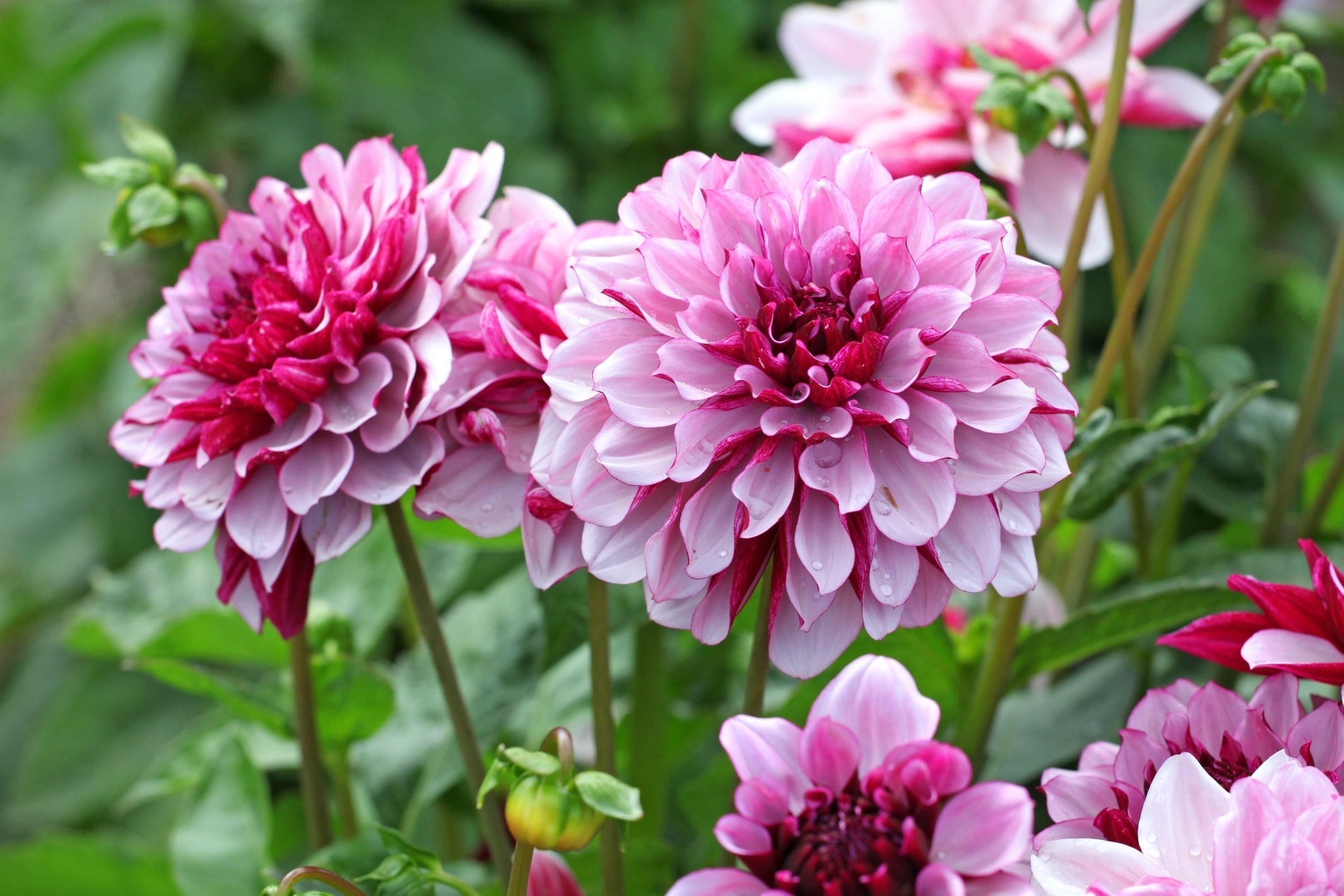 Pink flowering dahlia plant growing outside