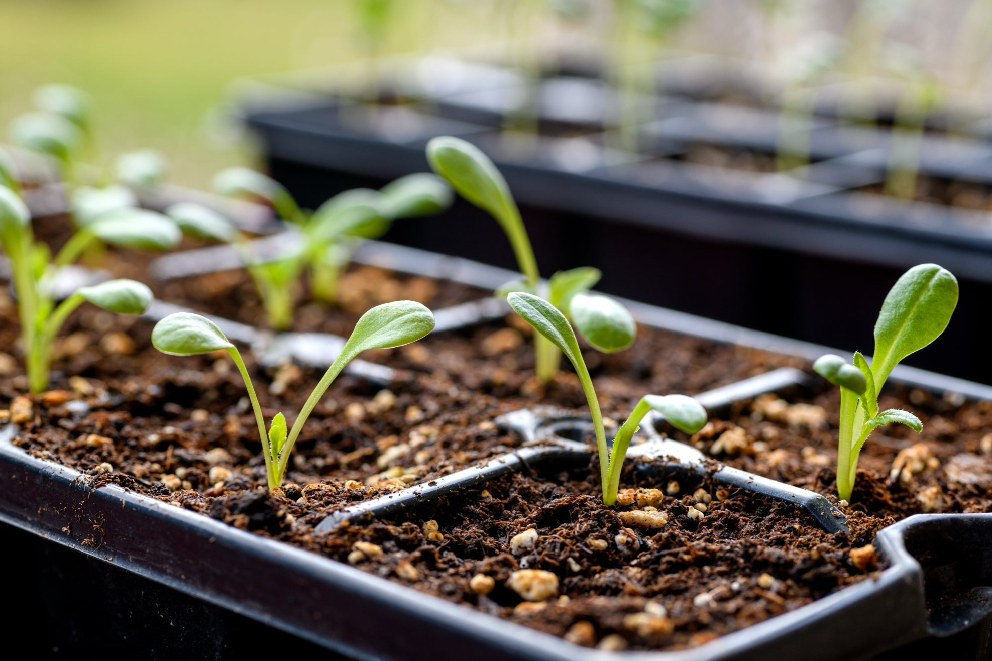 young dahlia seedlings growing in small pots outside