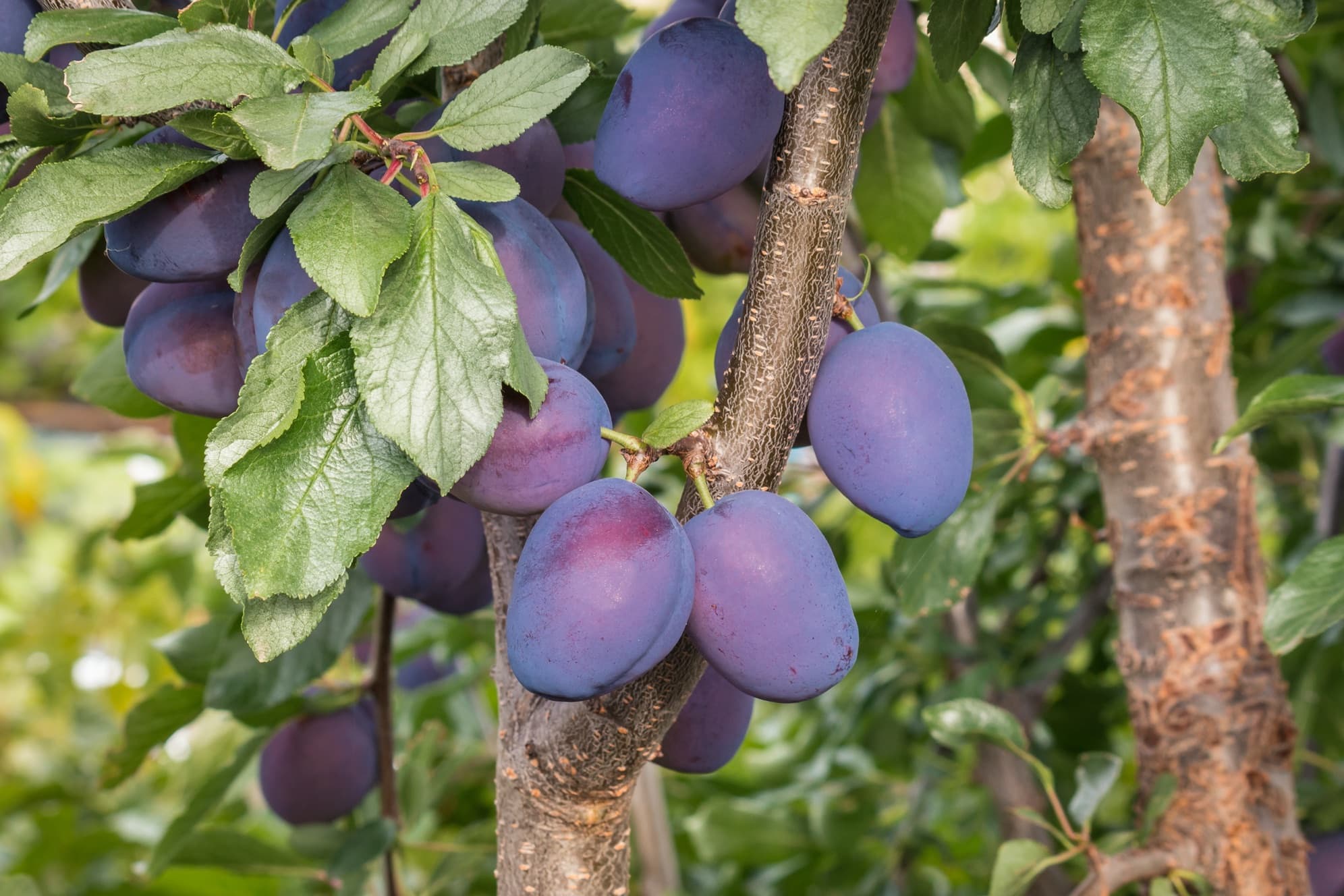 damson fruits ripening on tree branches
