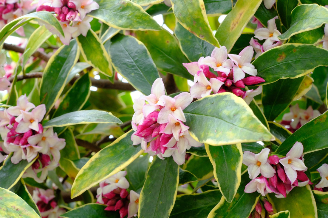 deep and pale pink flowers from a daphne shrub with green and yellow variegated leaves growing outside