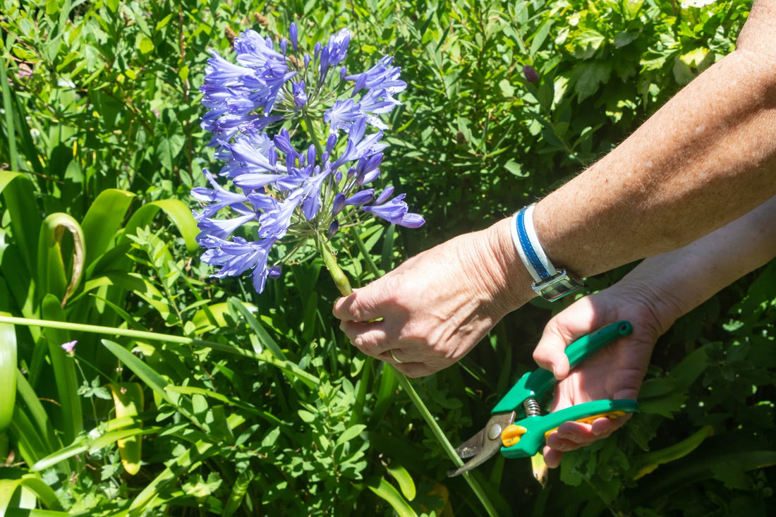 man using secateurs to deadhead agapanthus blooms