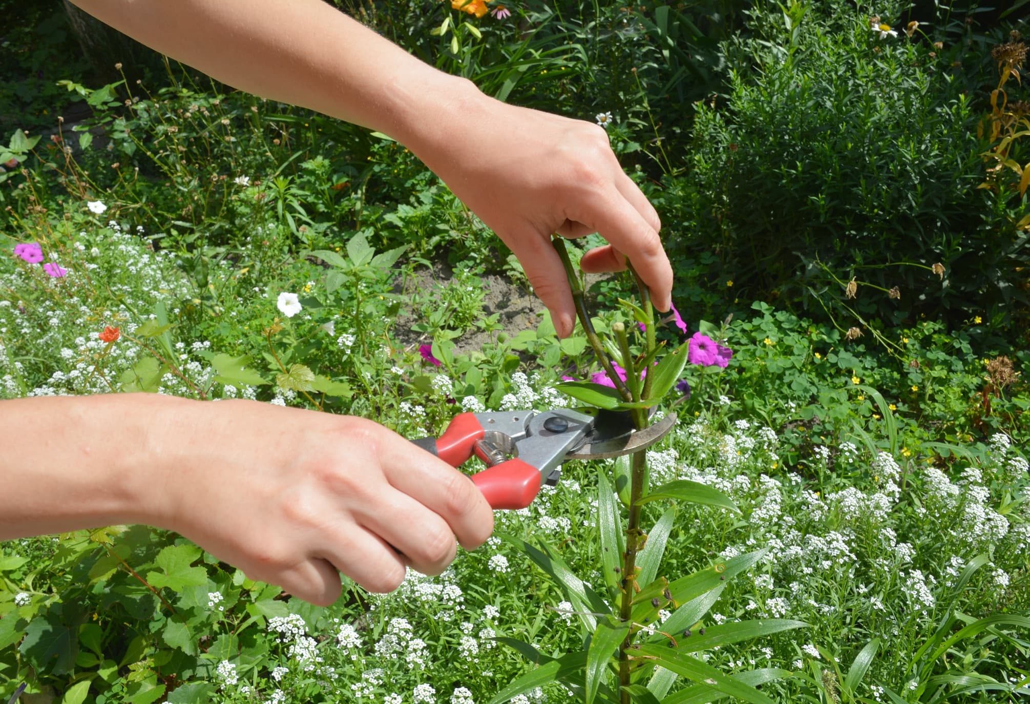 deadheading a lily plant
