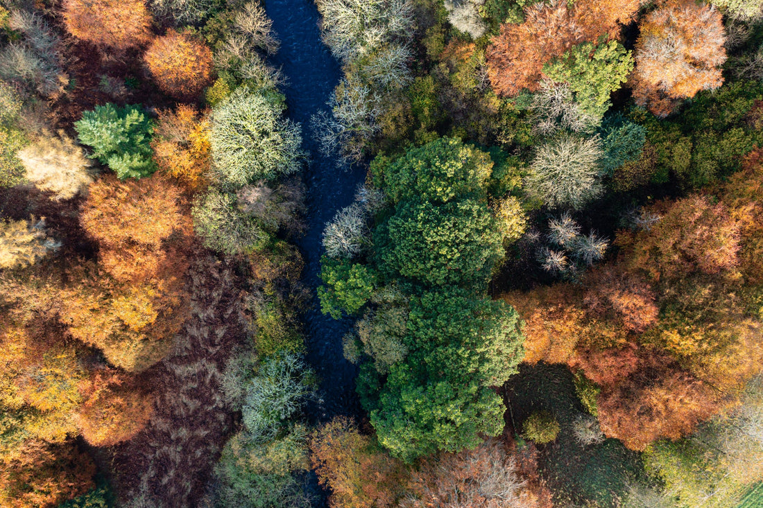overhead shot of deciduous trees with orange, green and red foliage