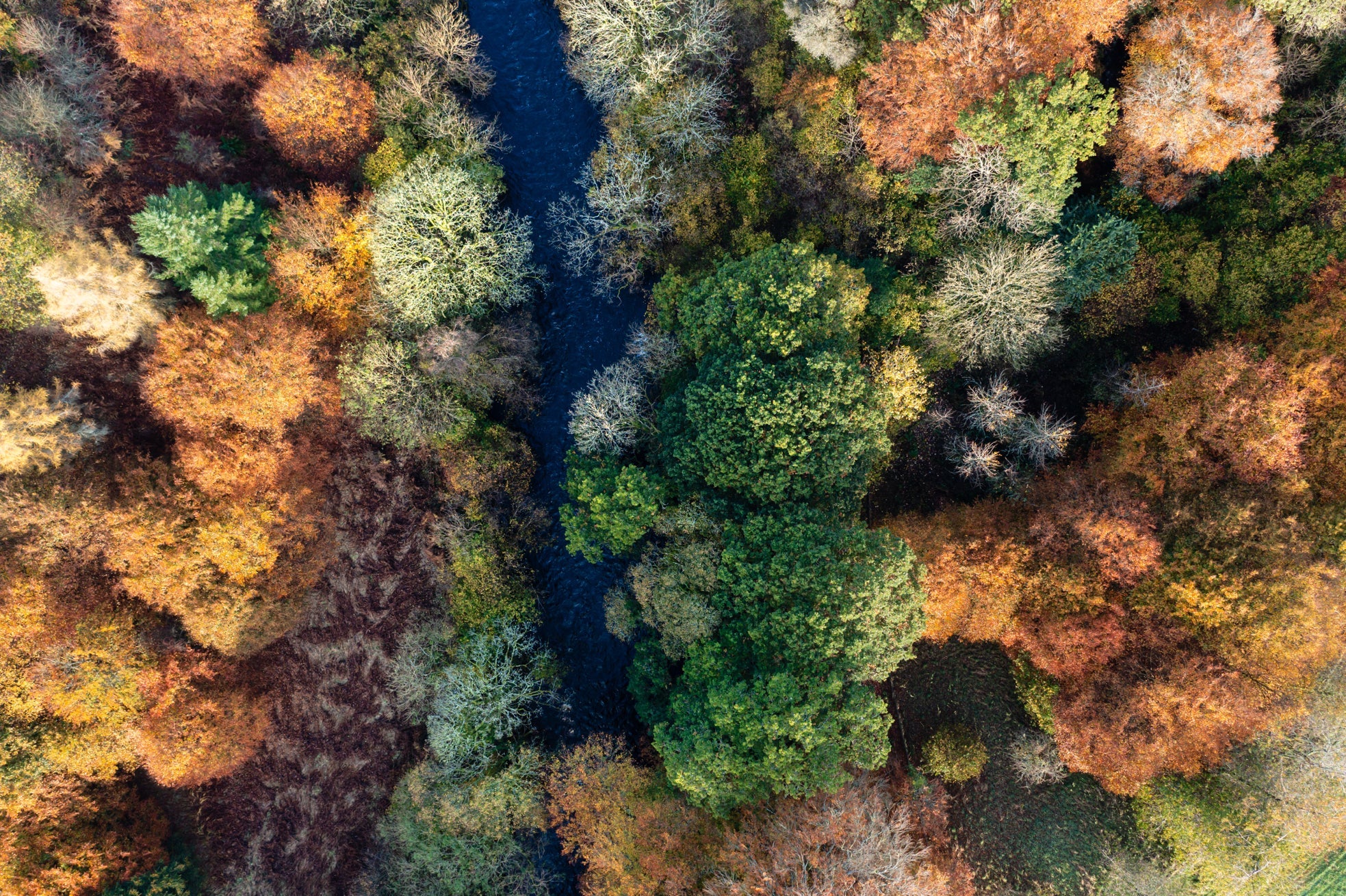 overhead shot of deciduous trees with orange, green and red foliage