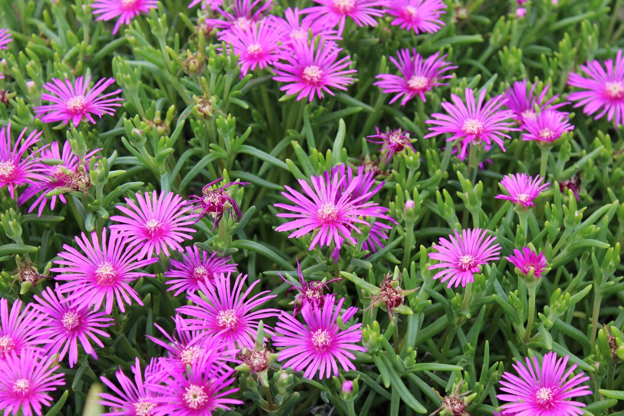 pink, daisy-like flowers from a delosperma cooperi plant with waxy thin foliage