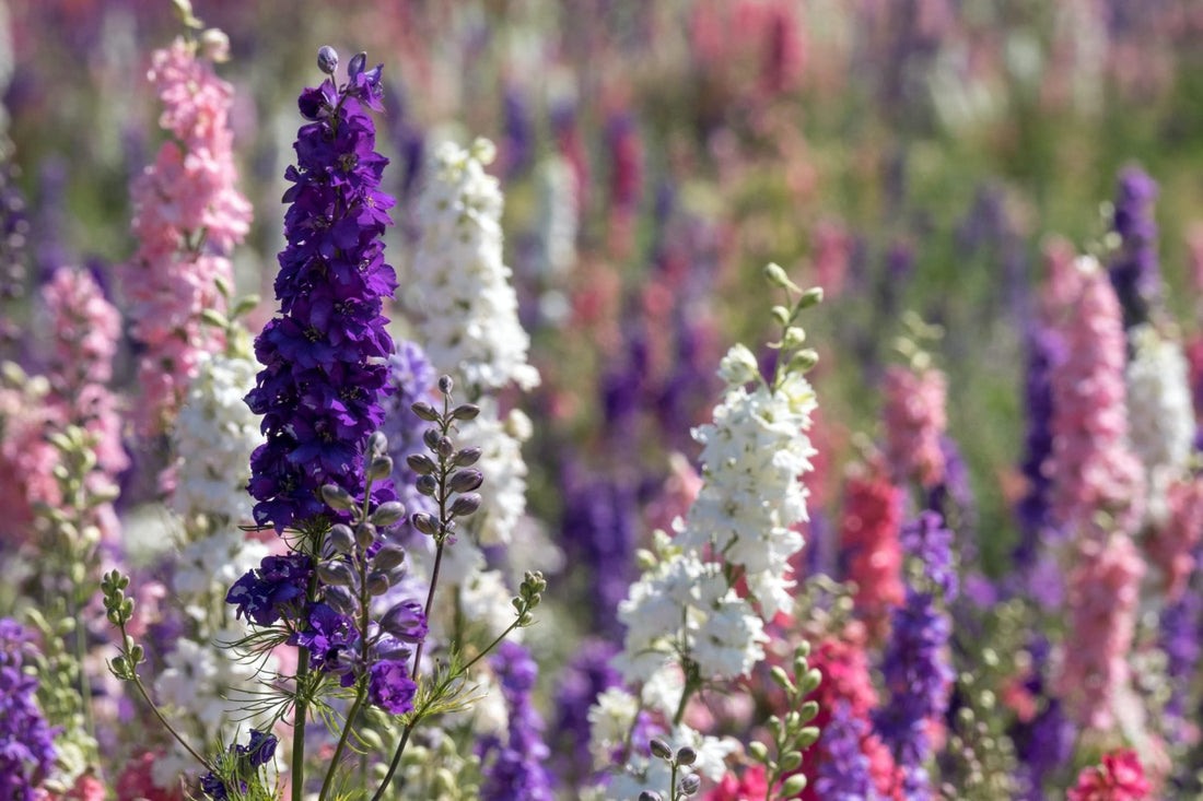Delphiniums growing naturally in the wild