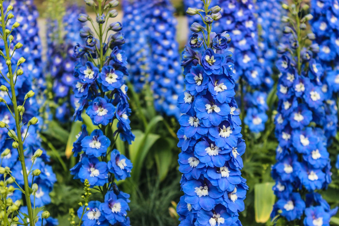 blue upright delphinium flowers