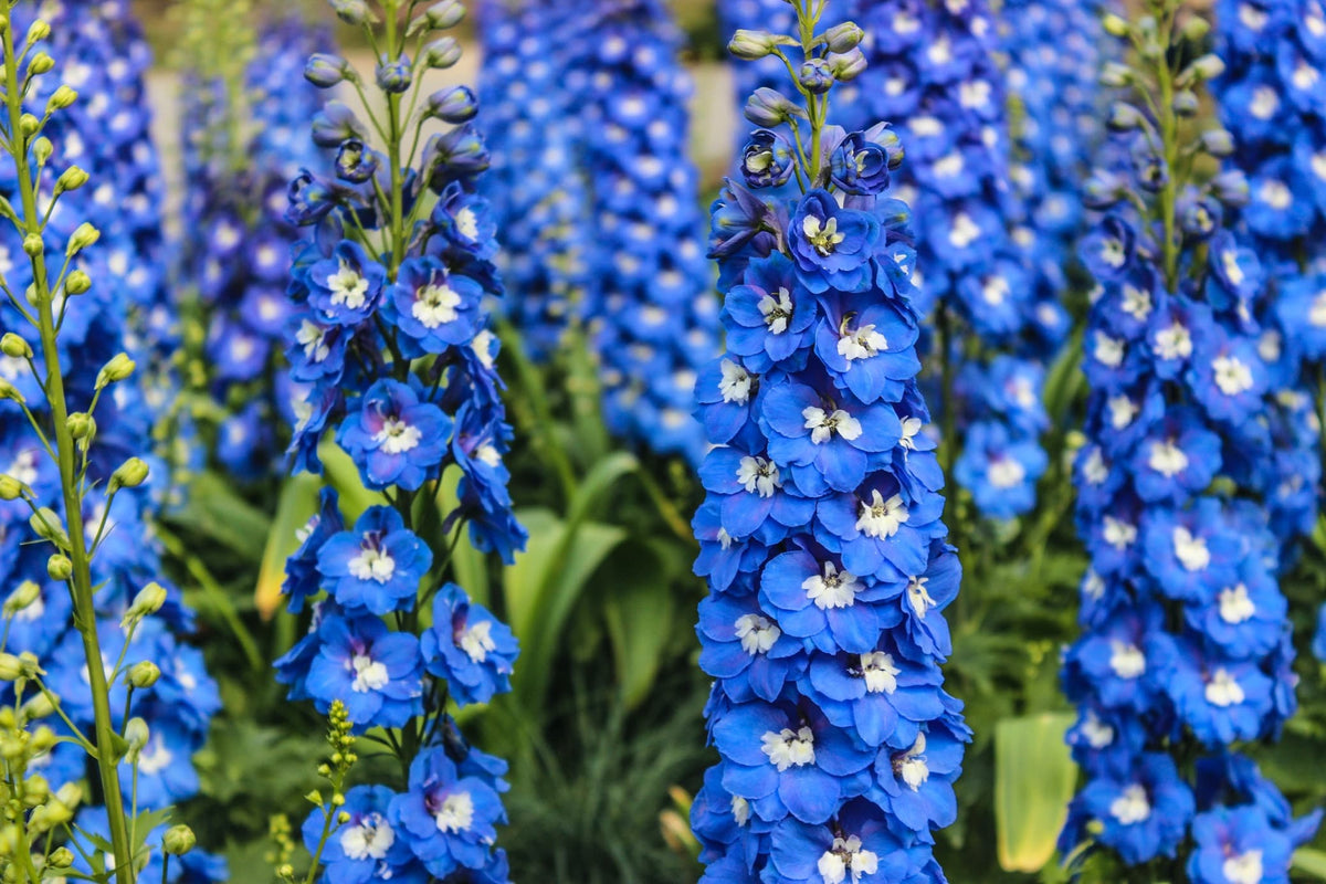 Beware Delphiniums Sensitive Root Systems Before Growing In Pots Says ...
