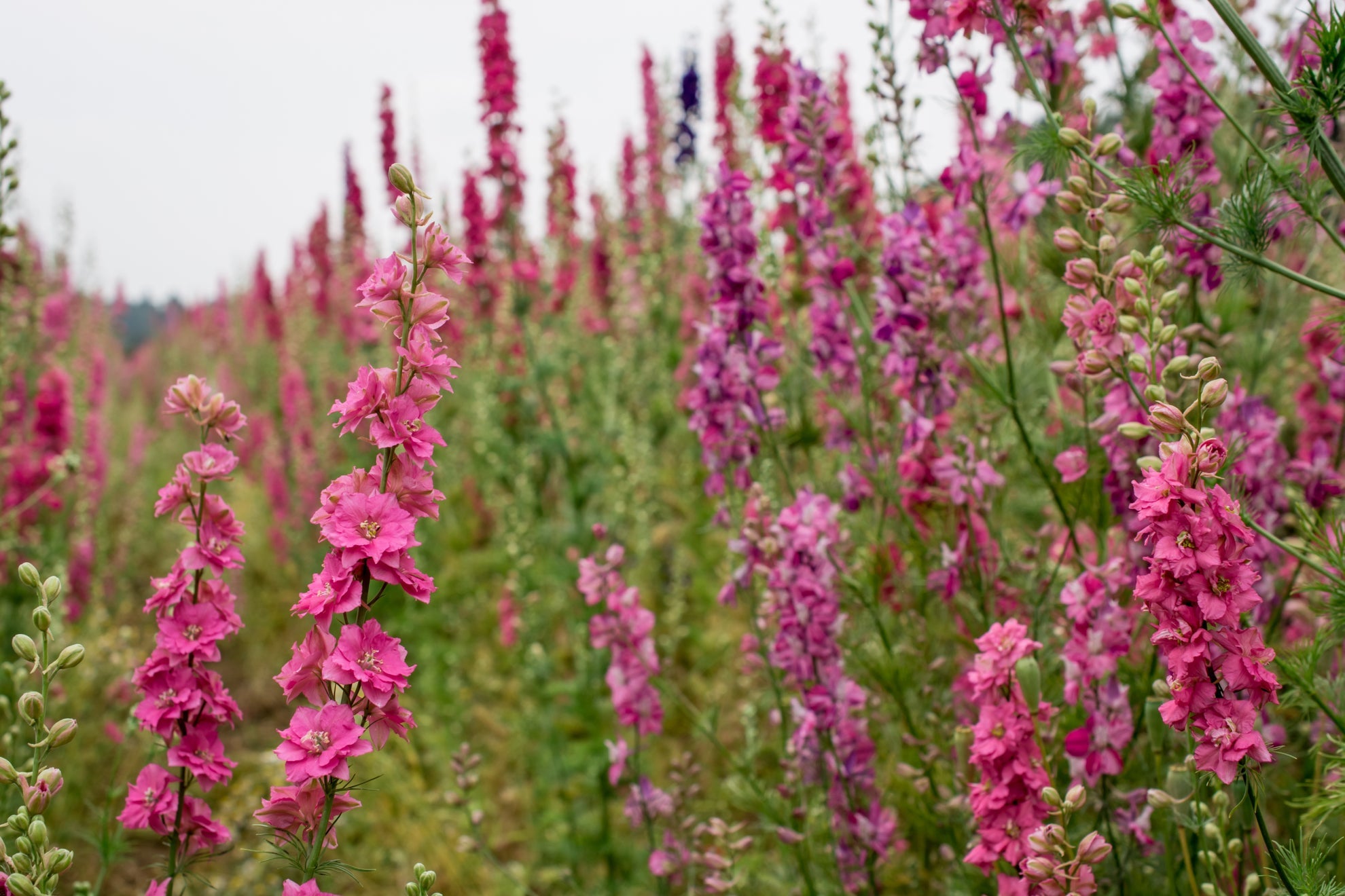 a field of pink flowering delphiniums growing outside on a cloudy day