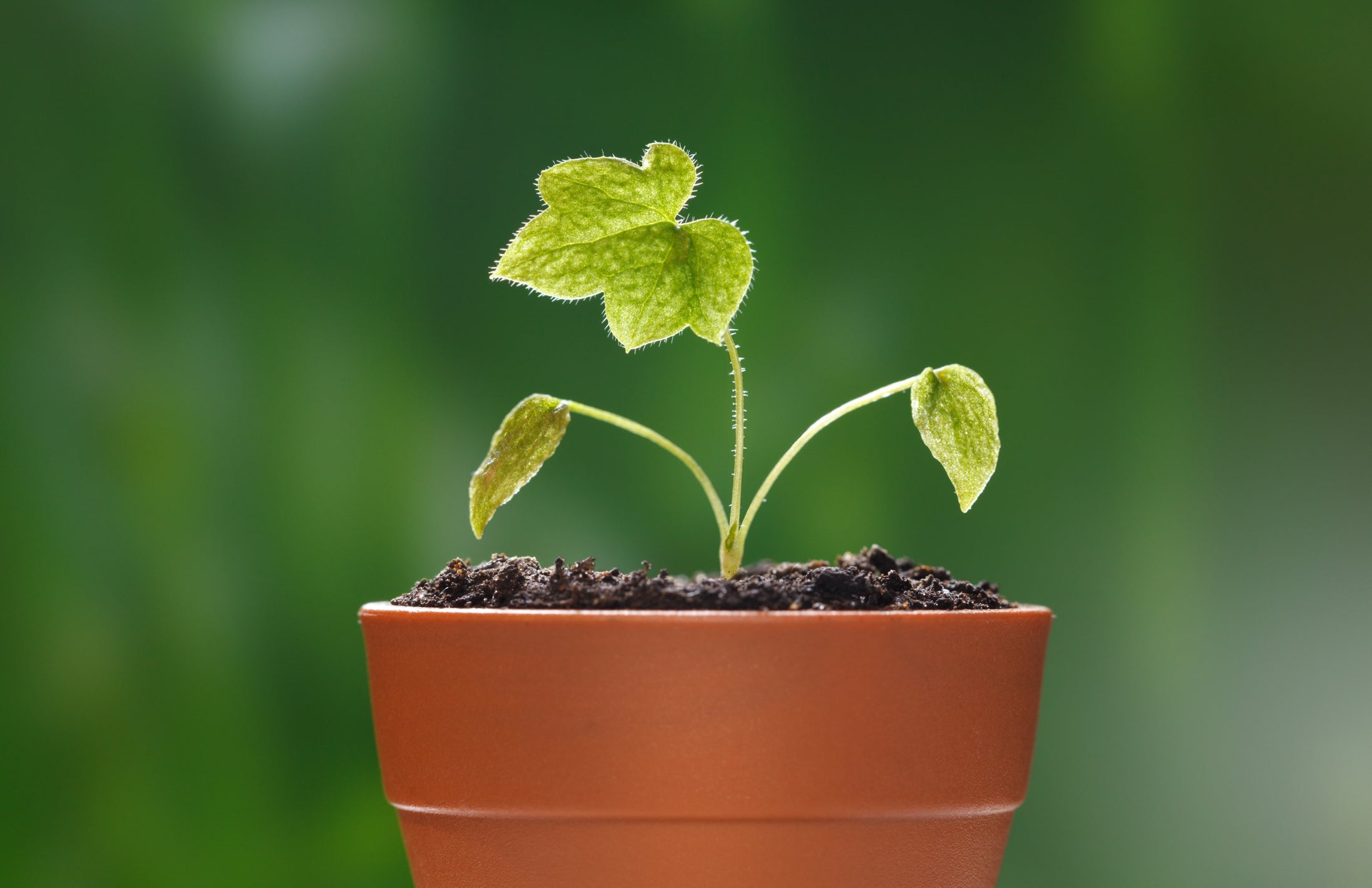 delpinium seedling growing from a pot outdoors