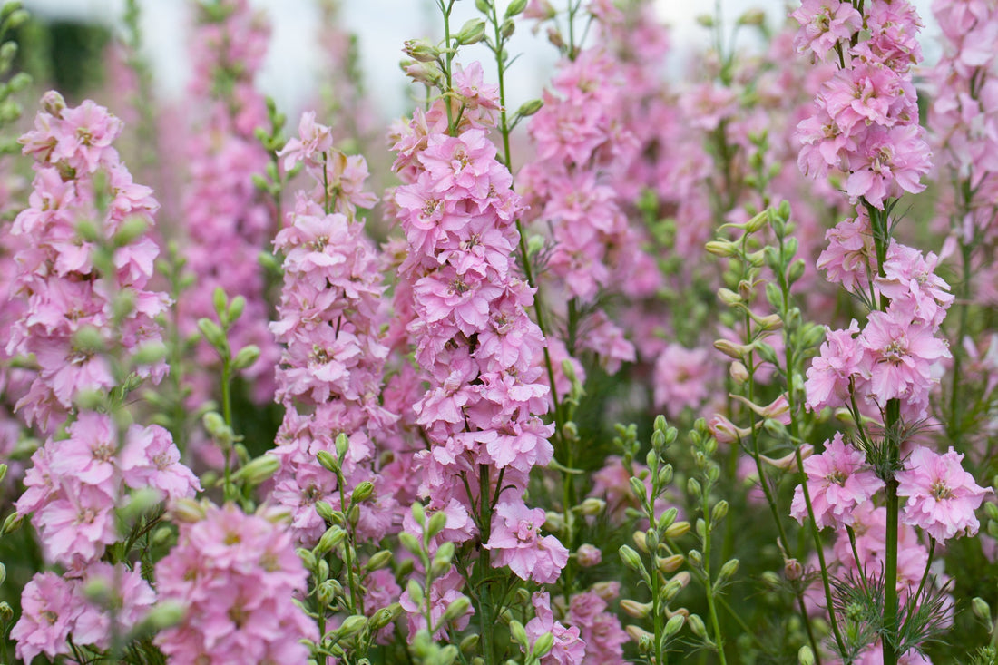 pink flowering delphiniums growing in a field outside